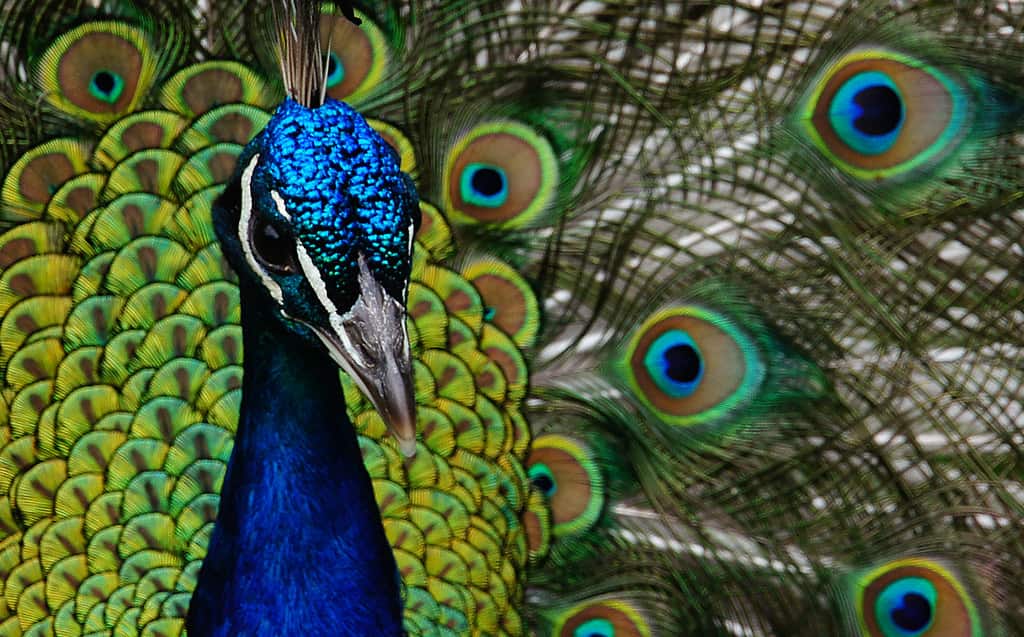 Peacock-Hinduism