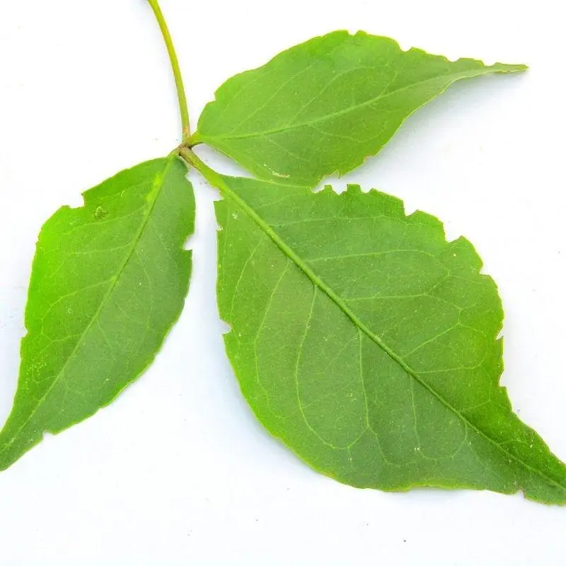 Bael-leaf-Hindu-Symbol